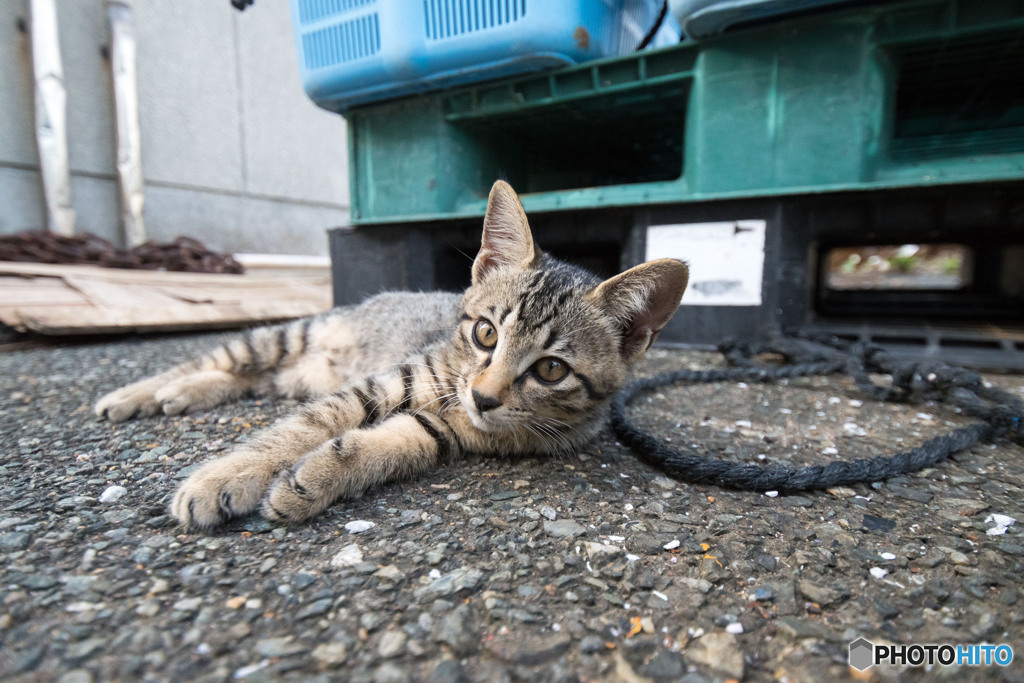 休憩するかニャ