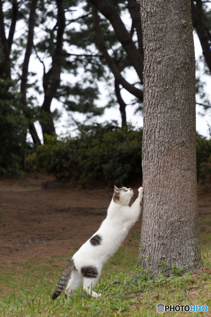 カリカリつめ研ぎ