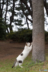 カリカリつめ研ぎ