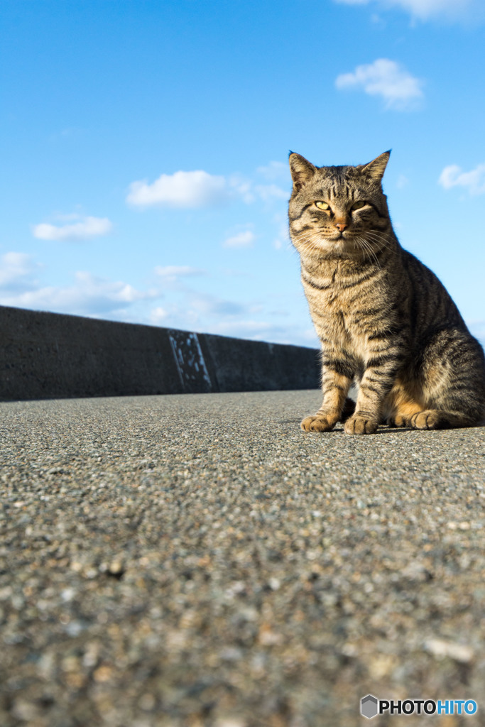 今年は暖冬だニャ