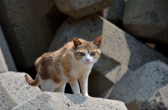 いらっしゃいヽ(*´∀｀)ノ