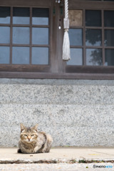 神社でうにゃにゃ