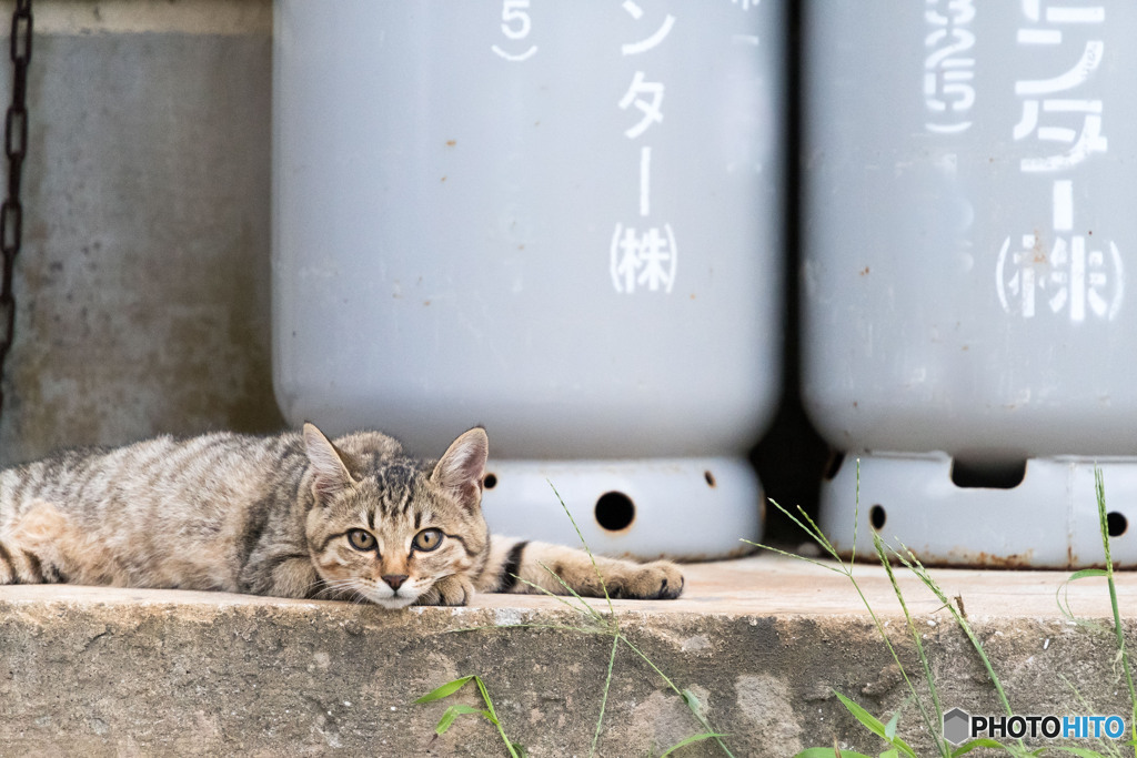 なんだニャ？