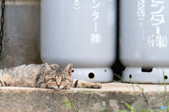 なんだニャ？