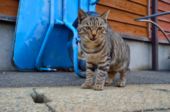 穏やかなネコさん