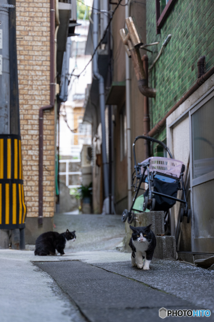 路地裏はっちゃん
