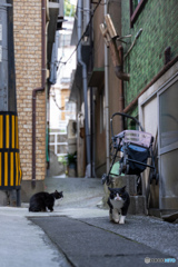 路地裏はっちゃん