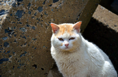 ふっくらとしたお顔ですね