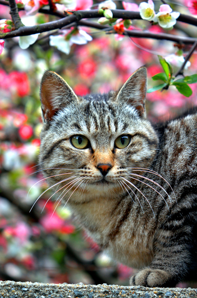 ニャンコ先生、木瓜の花に囲まれて