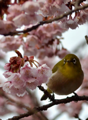 緋寒桜とメジロくん