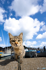 いいお天気だニャ