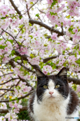 はっちゃんのお花見