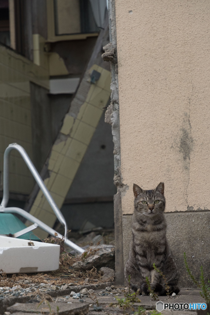 廃墟で会ったネコさん