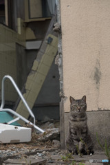 廃墟で会ったネコさん