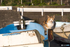 新しい一日、始まったニャ
