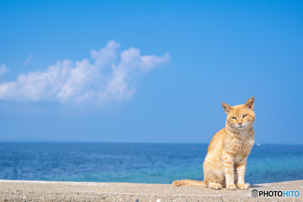チャイロの兄貴。夏空と。