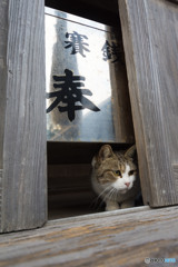 お賽銭箱の下。ニャと言ってた。