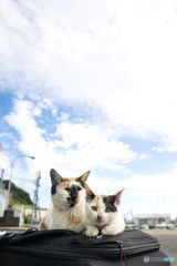お母ちゃんと一緒