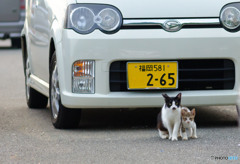 親子のネコさん。車に気をつけてね。