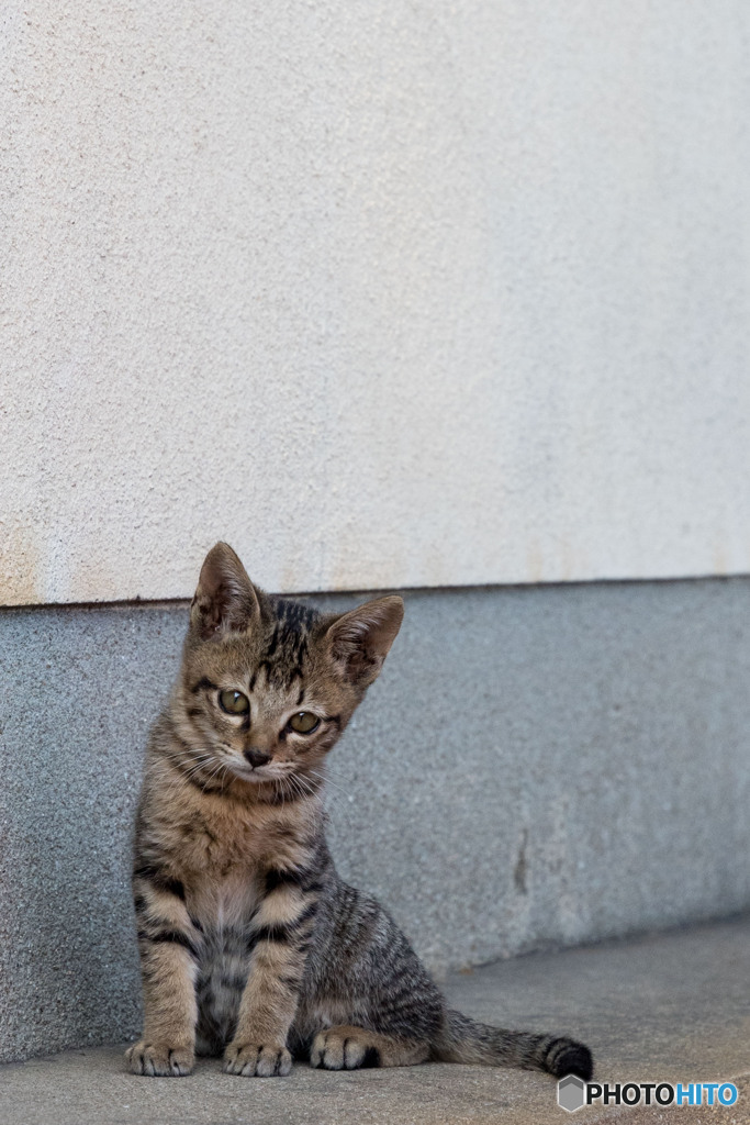 かわいこちゃん
