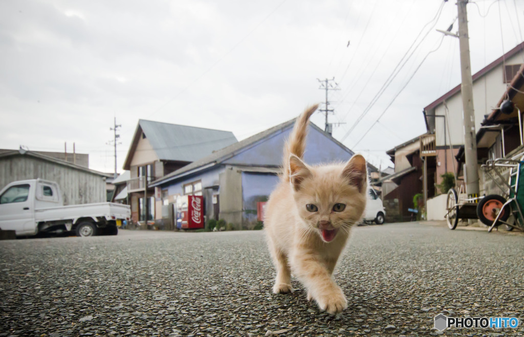 闘魂を持つおチビさん