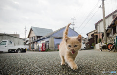 闘魂を持つおチビさん