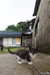 おはようだニャ（3）