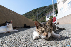 通せんぼ