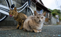 今夜のオカズは何なのか・・・・