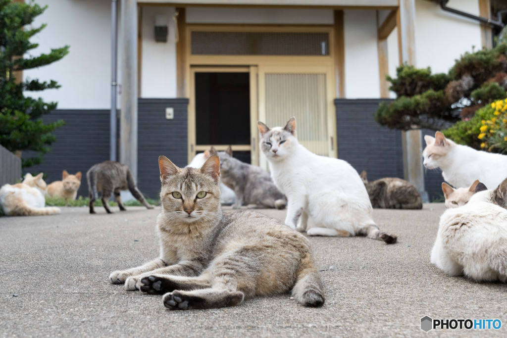 いらっしゃい