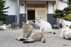 いらっしゃい