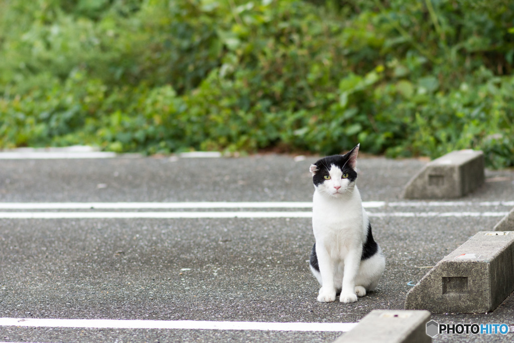駐車場のネコさん