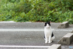 駐車場のネコさん