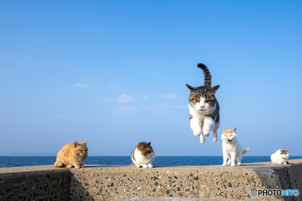 ひらりとね軽やかに
