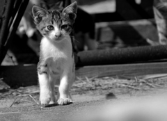 子供ネコだった僕