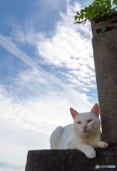 カオルくんと秋の空