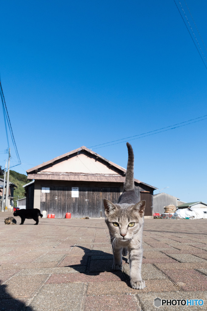へいへい、ちょっと待ってくださいニャ