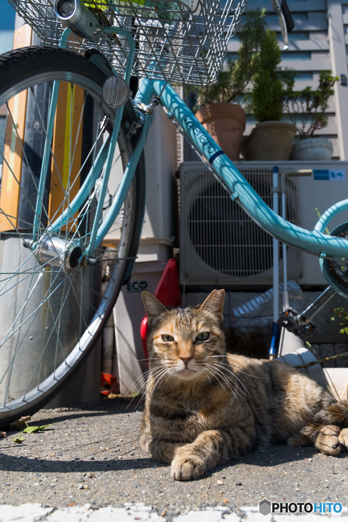 大阪のネコさん（1）