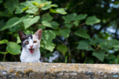 おニャニャ～～～
