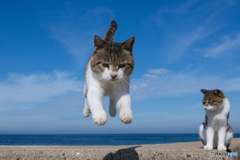 ひらりとね。9月の空。（4）