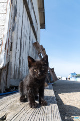 黒おチビさん