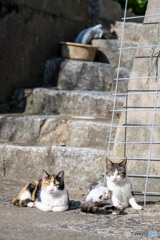 ミケ母さんとおチビ。久しぶりに会ったのだ。