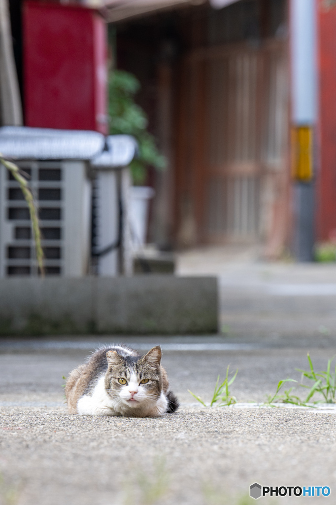 裏路地のニャン