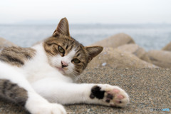 遊んでくれぃ
