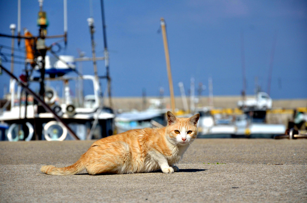 港のネコ