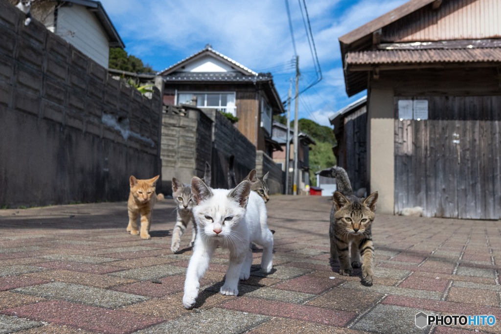 ちょっと待つニャ