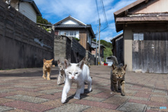ちょっと待つニャ