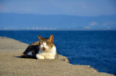 海辺猫