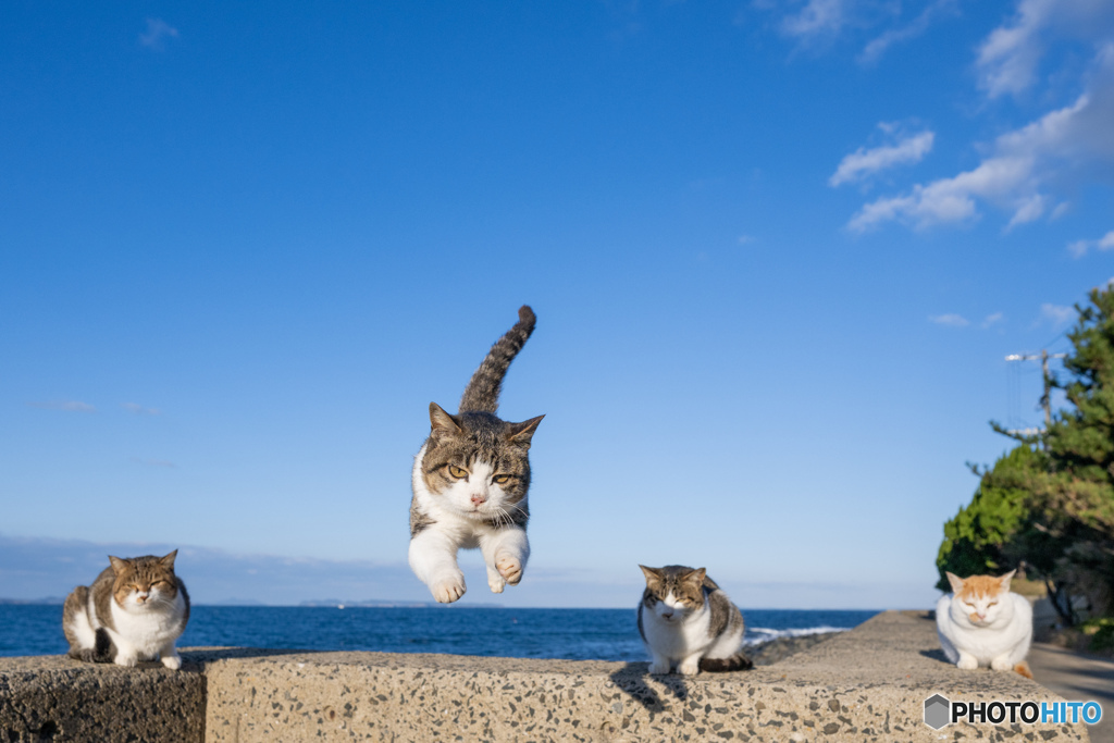 エースちゃんが行く