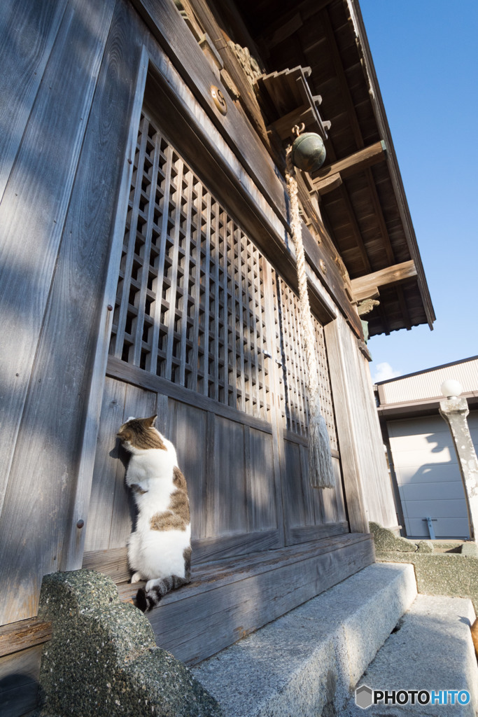 くっ。開かにゃいぞ。。。。